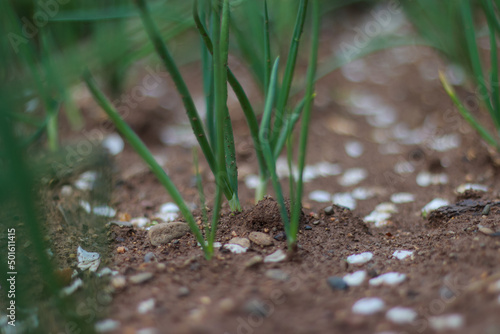 green sprout
