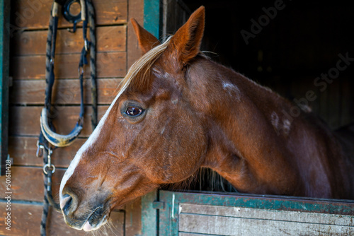 Fototapeta Naklejka Na Ścianę i Meble -  horse head with blaze of attentive spotted brown and white young paint horse mare peer forward