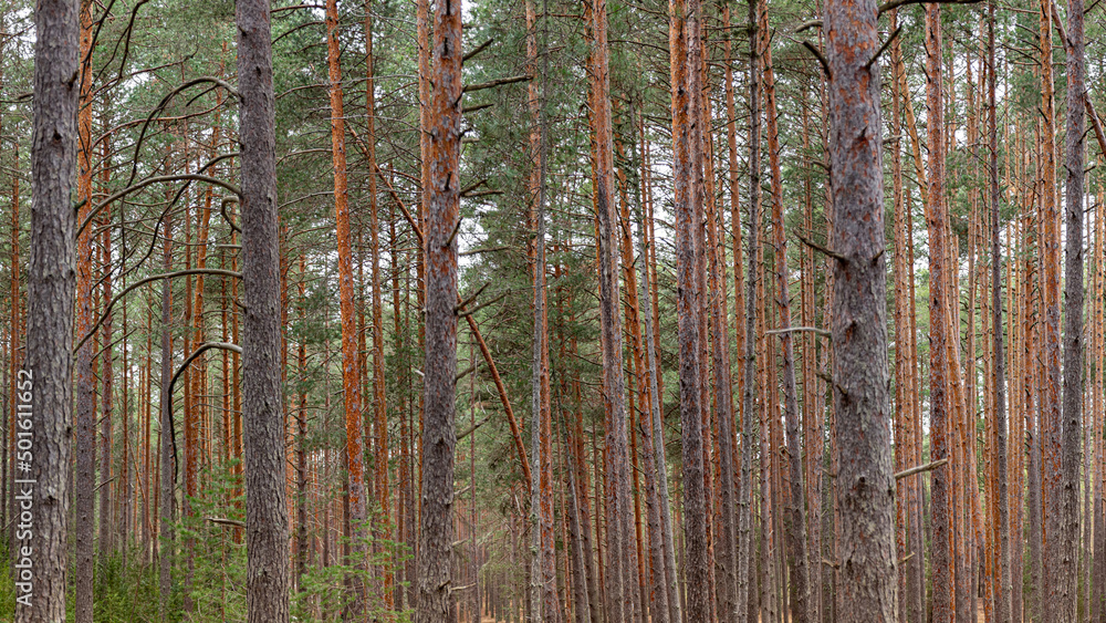 Obraz premium Pine forest, panoramic photography 