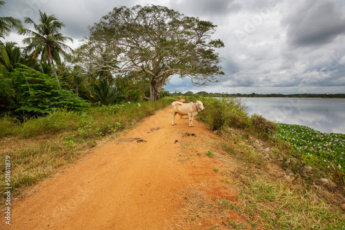 Rural scene in Sri Lanka