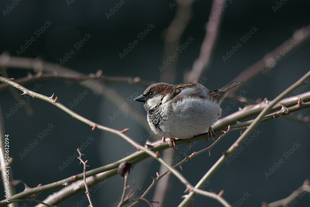 Fototapeta premium Moineau domestique (Passer domesticus) sur une branche - Bas Rhin - France