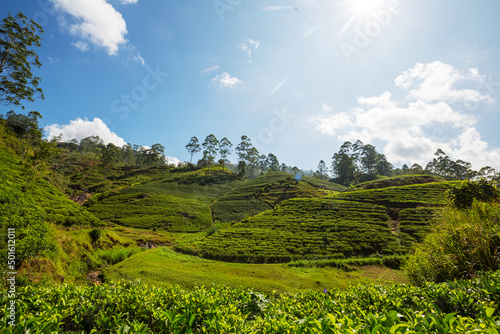 Tea plantation