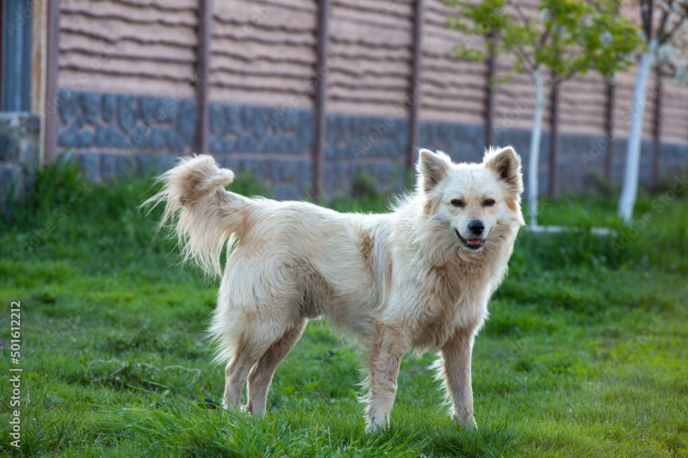 Big yellow dog sales breeds