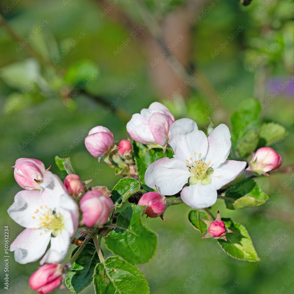 Naklejka premium Blühender Apfelbaum, Malus, im Frühling