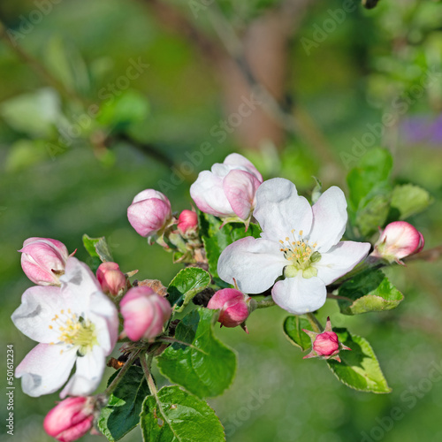 Blühender Apfelbaum, Malus, im Frühling