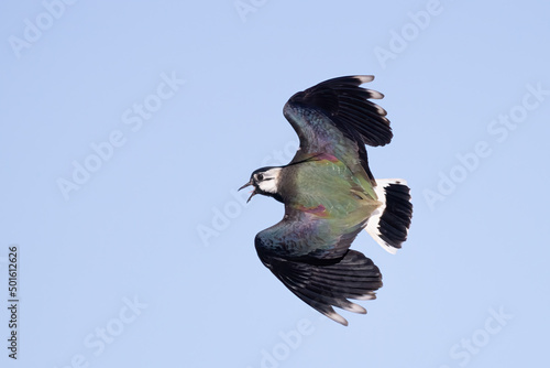 Northern lapwing