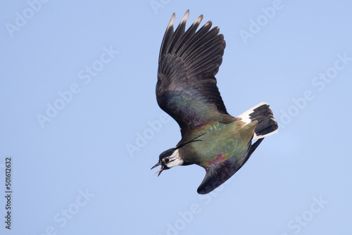 Obraz na plátně Northern lapwing
