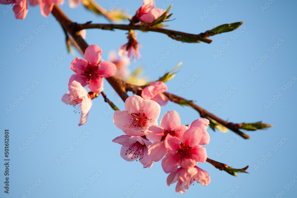 First flowers and leaves on the Peach branch First flowers and leaves on the Peach branch