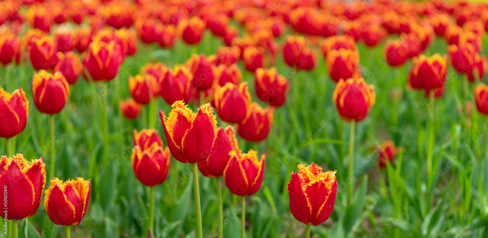 red flowers of fresh holland tulips in field. flowers spring