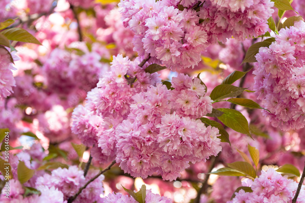 Naklejka premium cherry blossom tree. pink sakura flower on blooming spring tree