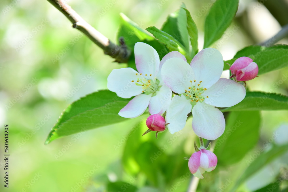 Obraz premium Apfelblüte in weiß und rosa in Südtirol - Hintergrund und Textur - Apfelbaumblüte - Apfelbaumblüten