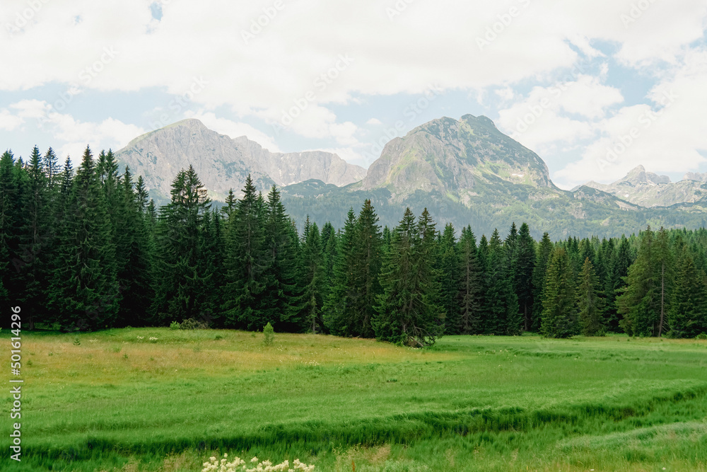 Montenegro. Zabljak. Durmitor National Park. Popular tourist spot. Green coniferous forest against the backdrop of mountain peaks. Beauty of nature concept background