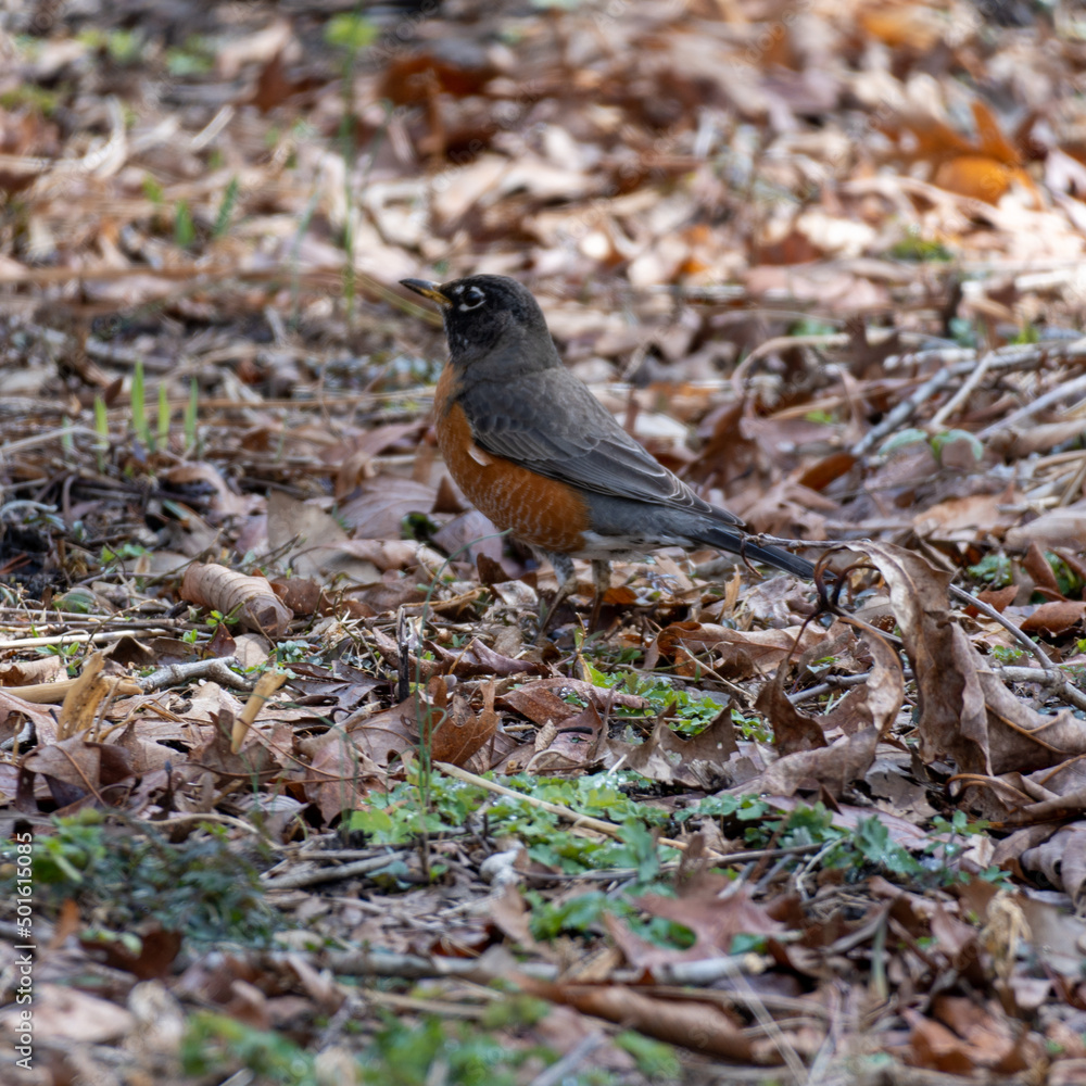 robin on the grass robin on the grass