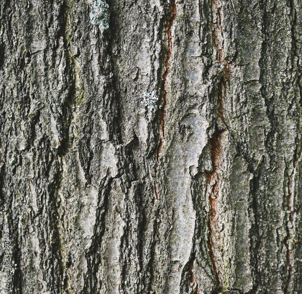 Fototapeta premium Bark of an oak, Belgium