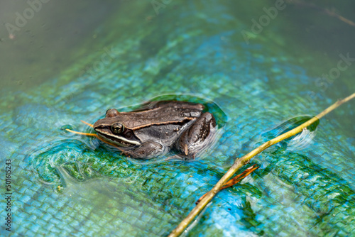 Tablou canvas frog in the pond