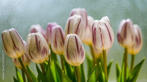 Beautiful close-up of a bicolor tulip, Belgium, April 2022 photo