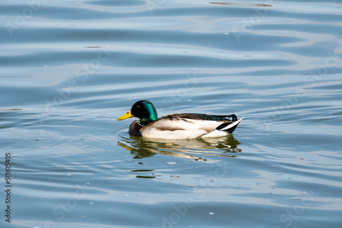 duck on a lake
