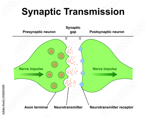 Scientific Designing of Synapse Structure. The Synaptic Transmission. Colorful Symbols. Vector Illustration.	 photo