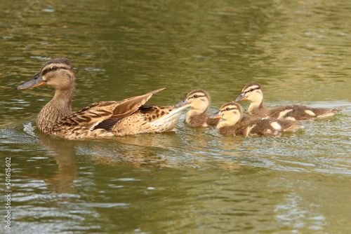 Mallard Mother & Ducklings Swimming