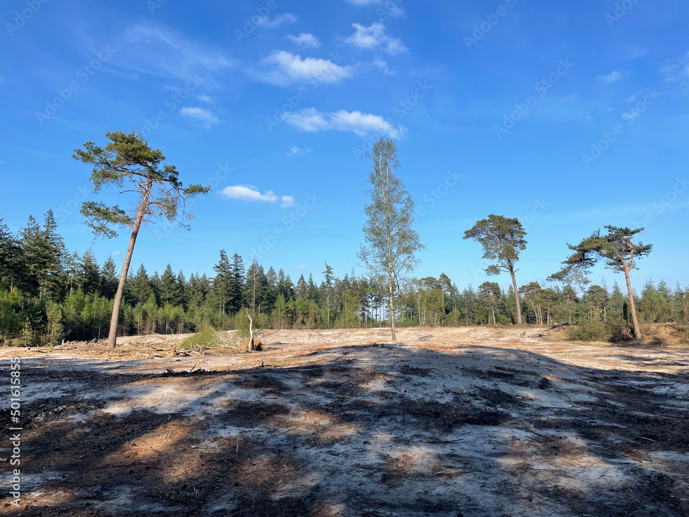 Deforesting at the forest around Ommen