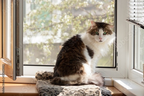 Cat watching spring from the window