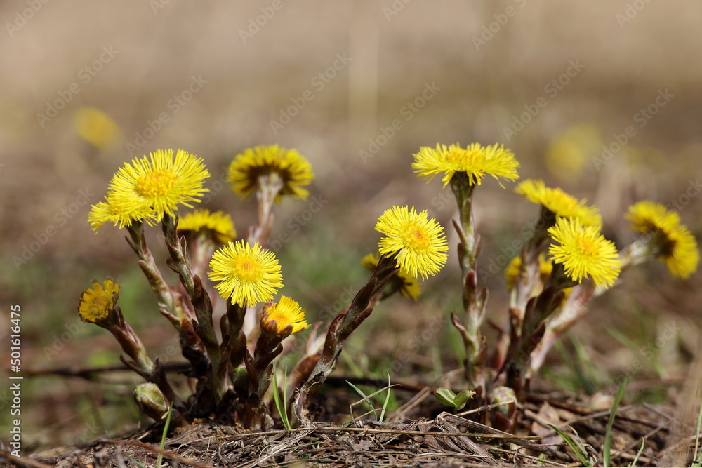 Coltsfoot flowers in spring forest. Blooming mother and stepmother Coltsfoot flowers in spring forest. Blooming mother and stepmother