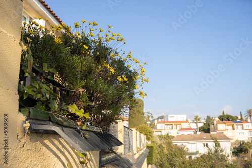 Yellow flowers on the balcony in the cityscape.