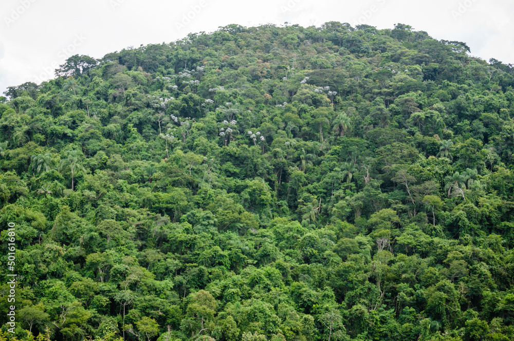 A vegetação densa e  exuberante natureza das montanhas pelo interior de Minas Gerais