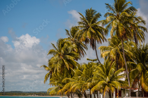 AS belas palmeiras pelo litoral brasileiro