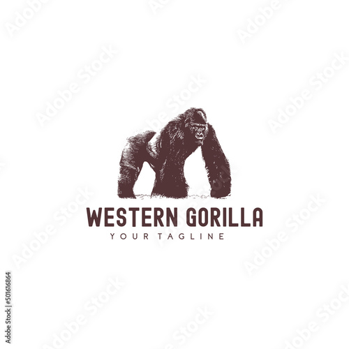 gorilla Vector drawing illustration black and white engrave isolated illustration