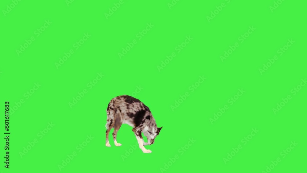 Border Collie running and searching for food pieces on a Green Screen ...