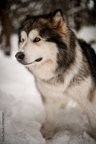 Portrait of Northern breed dog Alaskan Malamute with beautiful yellow eyes and thick white and grey fur © fesenko