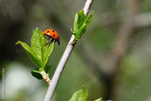 ladybird on a leaf © Serg1999_ko