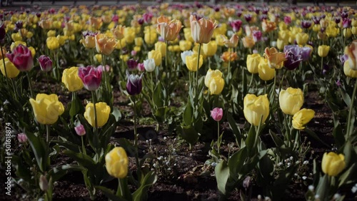 Tulipany w centrum warszawy - wiosna photo