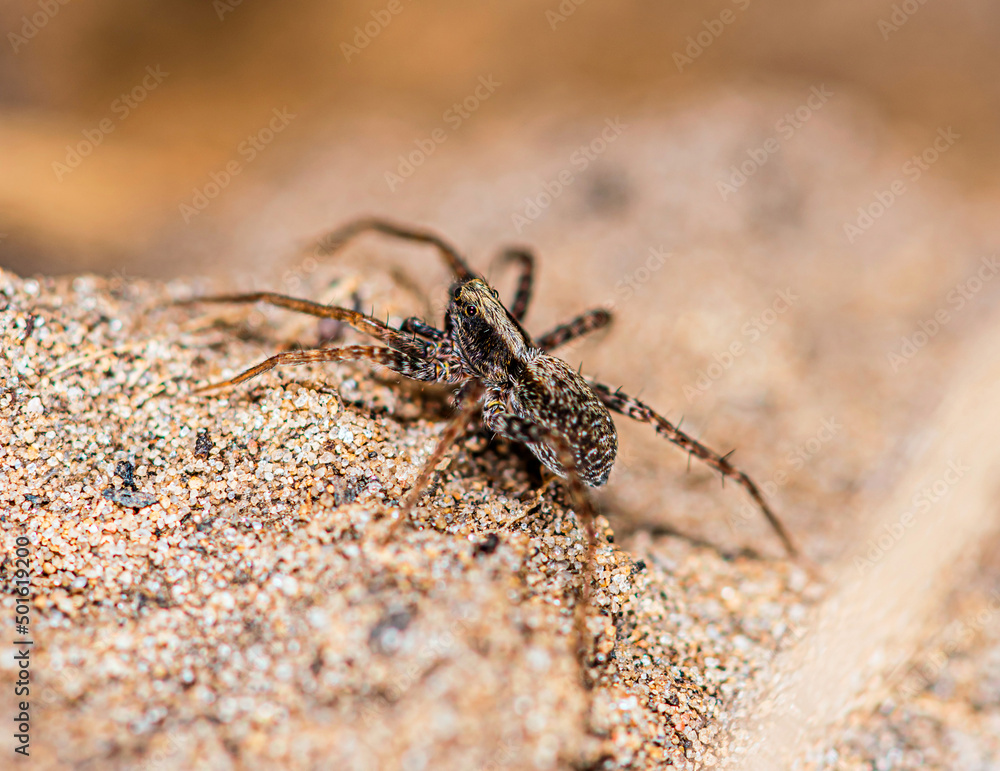 Small forest spider Licosidae on a sandy slope Small forest spider Licosidae on a sandy slope