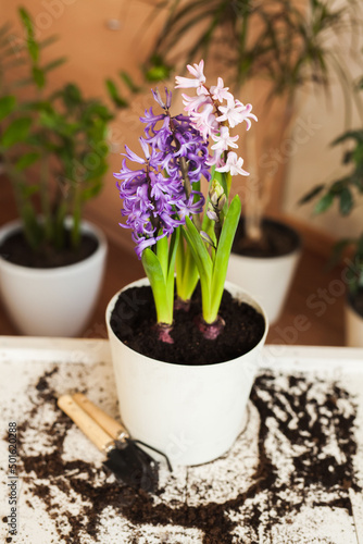Planting a flower arrangement in a pot on a wooden background in the interior of a room with home plants