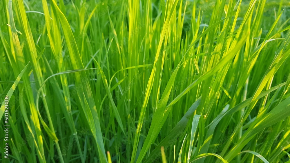 natural floral background with vivid green grass in spring natural floral background with vivid green grass in spring