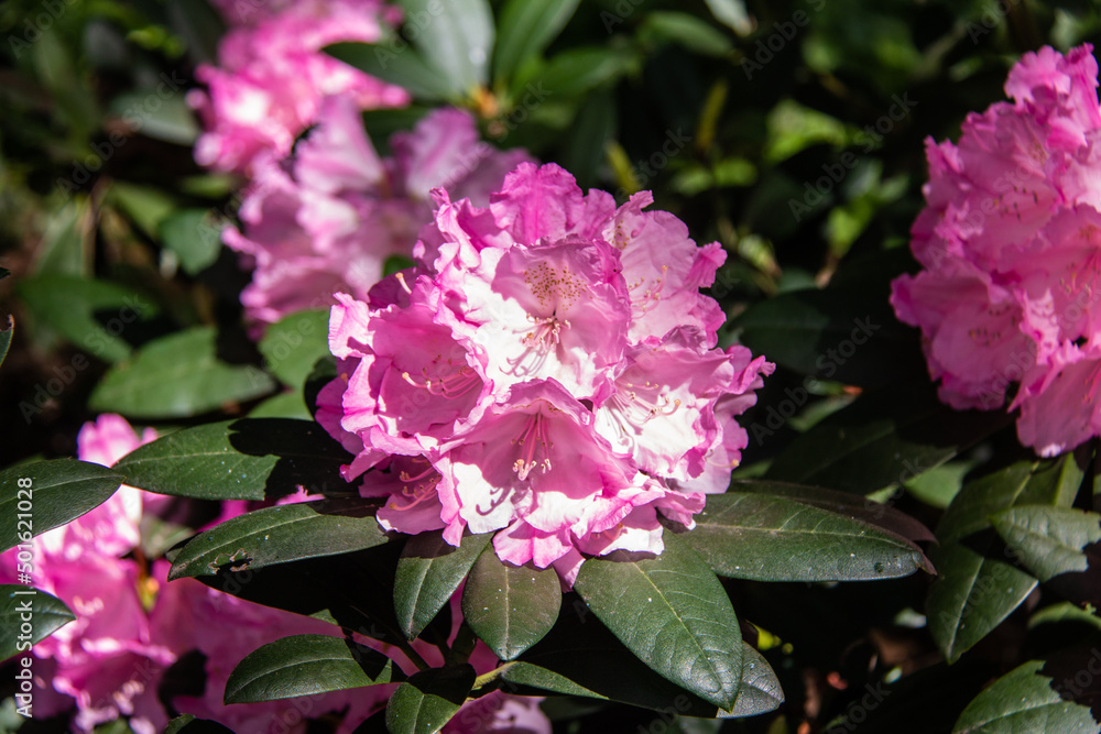 Rhododendron flowers close up. Evergreen shrub. Used as an ornamental garden plant. Beautiful flowers.