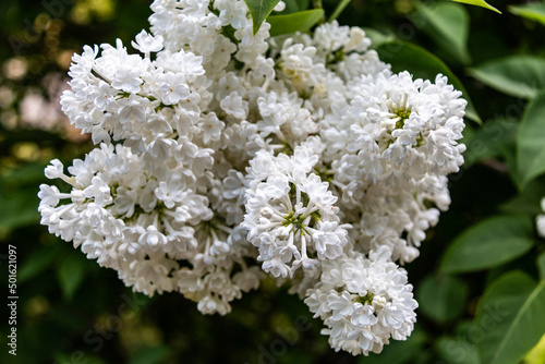 Branches of white lilacs in the park. Close-up. Spring concept. White lilac blooms beautifully in spring.