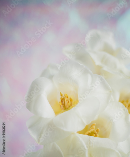 Disco tulips - White tulips on a pastel rose background with free space