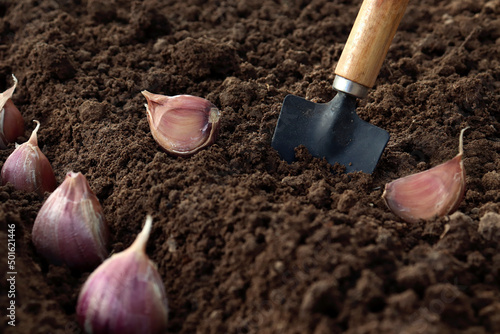 planting garlic. Garlic planted in the hole soil close-up. The process of planting garlic cloves in the garden. The concept of spring or autumn gardening.
