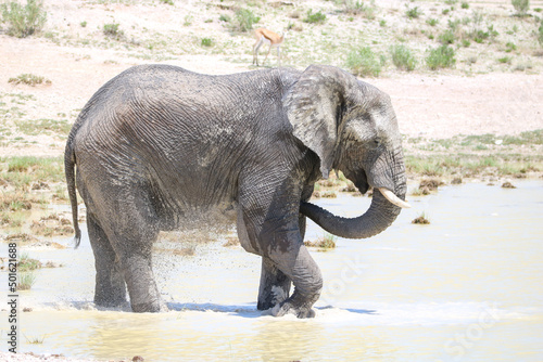 African elephant enjoying the water in a waterhole in Etosha National Park  Namibia