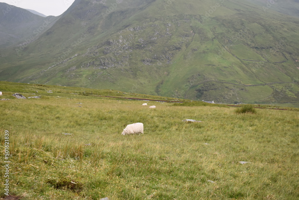 Fototapeta premium Mountains in Fog