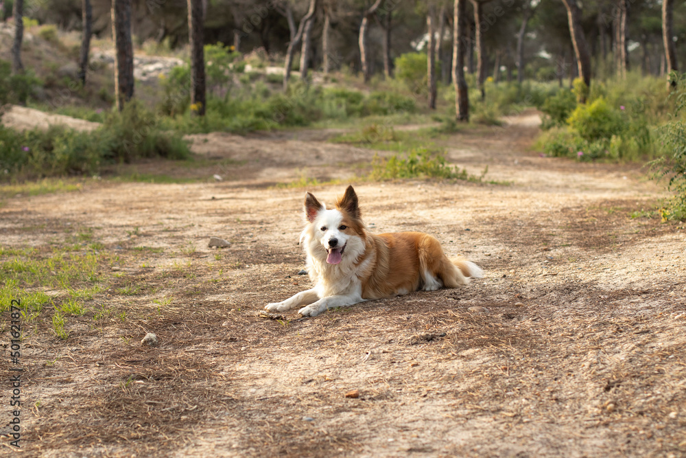 The most beautiful dog in the world. Smiling charming adorable sable brown and white border collie , outdoor portrait with pine forest background. Considered the most intelligent dog. The most beautiful dog in the world. Smiling charming adorable sable brown and white border collie , outdoor portrait with pine forest background. Considered the most intelligent dog.