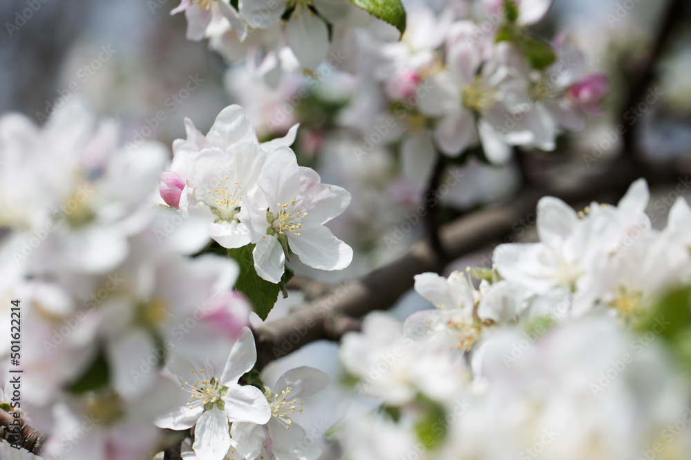 background with spring apple blossom. Blossoming branch in springtime Blooming apple tree in spring time. background with spring apple blossom. Blossoming branch in springtime Blooming apple tree in spring time.