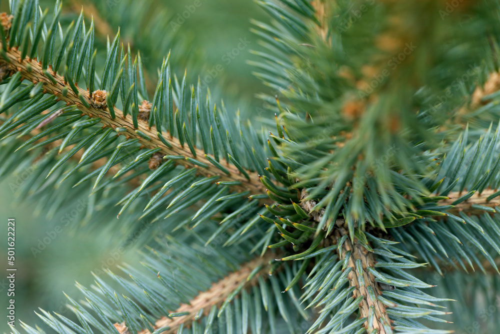 Fototapeta premium Green pine branches. Pine tree in nature. Green spruce. Spruce close up.