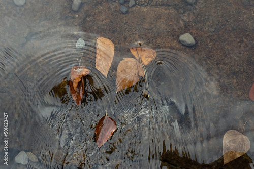 corriente de agua ondulante con hojas de   rbol oto  al en el fondo de un estero con peque  as piedras 