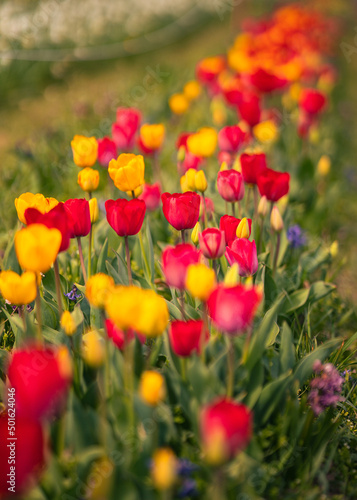 Wonderful red and yellow tulips