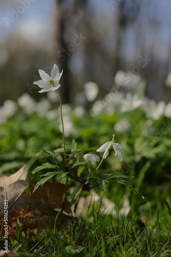 pojedynczy biały zawilec gajowy, kwiatek na tle polany białych zawilców, kwiatów © Ignacy