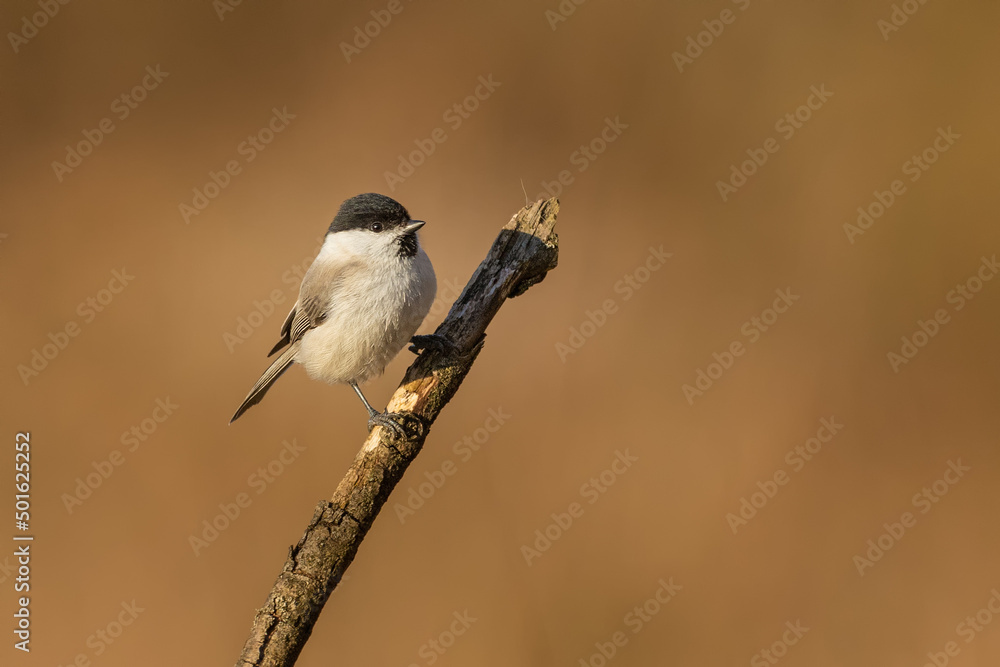 Marsh tit (Poecile palustris) Marsh tit (Poecile palustris)
